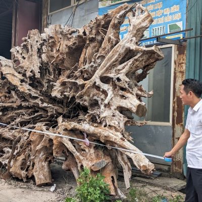 Gốc Lũa trai vàng 06
