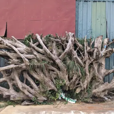 Gốc Lũa trai vàng 02