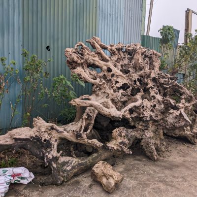 Gốc Lũa trai vàng 01
