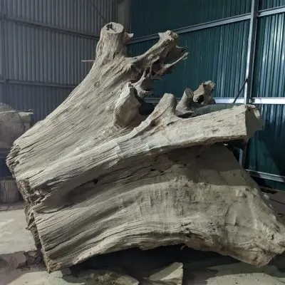 Gốc Lũa trai vàng 04