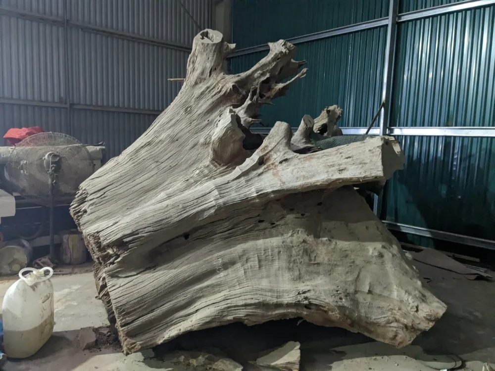 Gốc Lũa trai vàng 04
