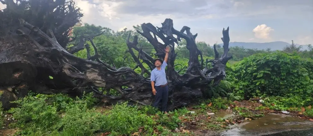 Gỗ Lũa là gì?