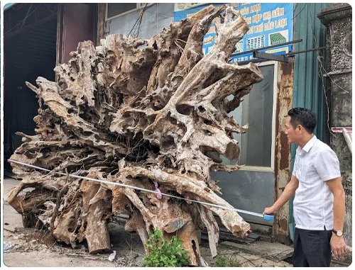 Chu Gia Trác Mộc